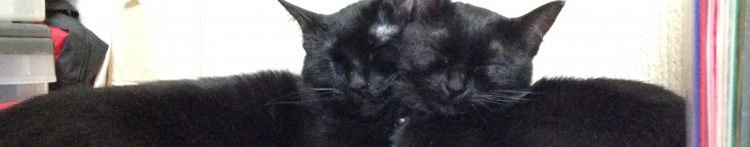 にゃすこださんのホーム