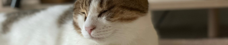 睡魔さんのホーム