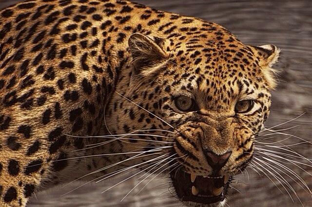 Moca Baronさんのホーム