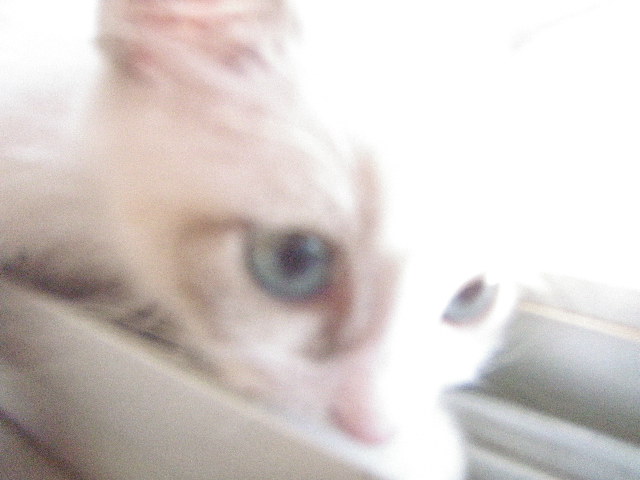 franmamaさんのホーム