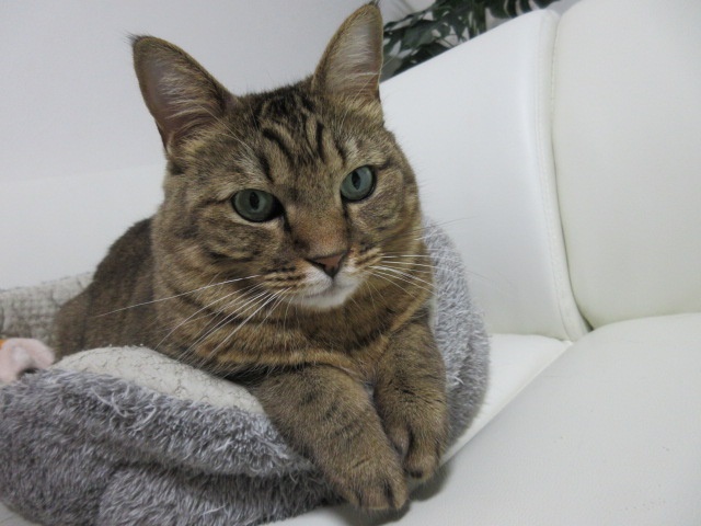 シチューさんのホーム