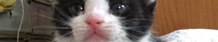 猫山沙代さんのホーム