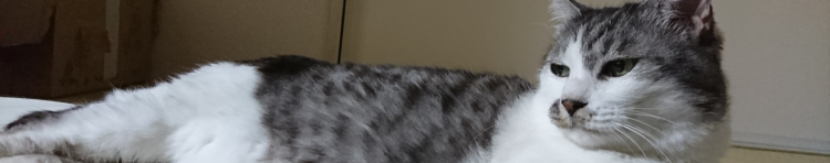 ぷちにゃんさんのホーム