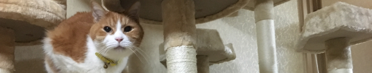 ポヨポヨさんのホーム