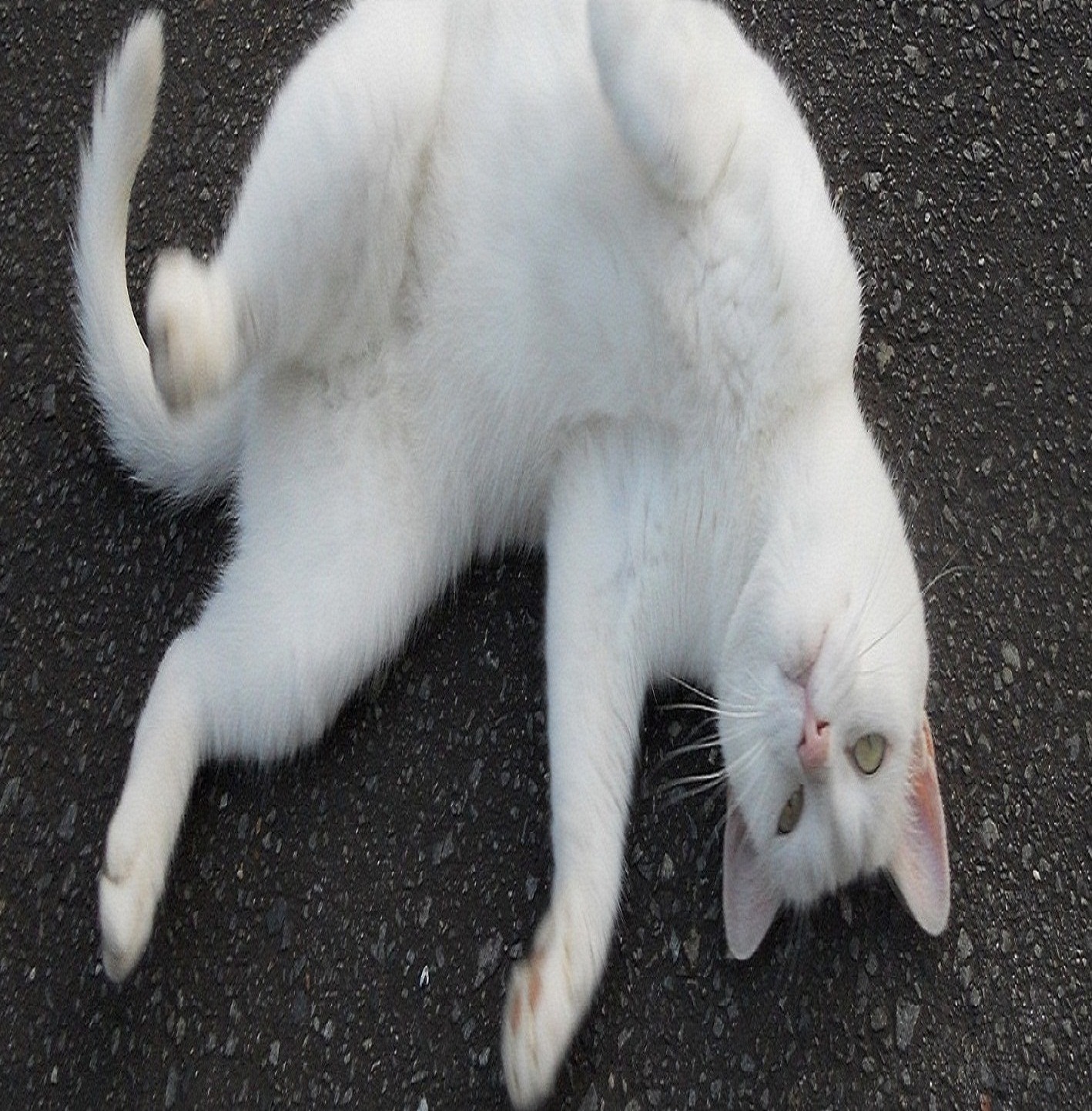 のんきさんのホーム