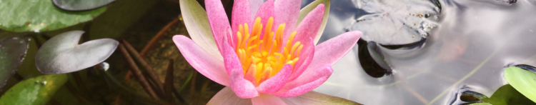 gorogoromolly さんのホーム