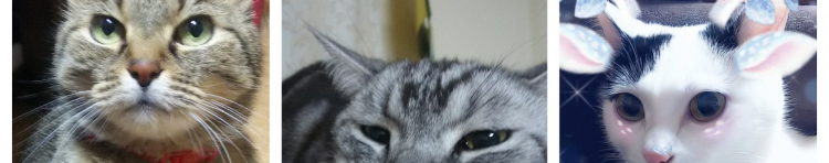 チビにゃんラブさんのホーム