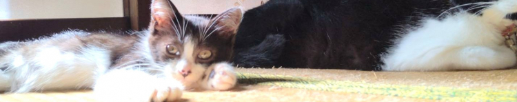 清水こにゃんさんのホーム