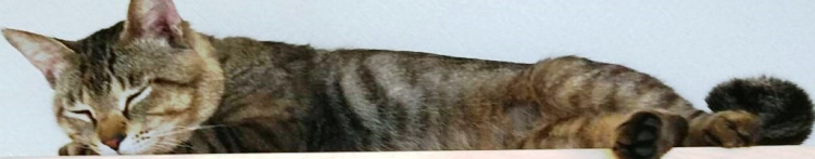 しっぽ救援隊さんのホーム