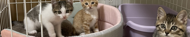 もりんかのおうちさんのホーム