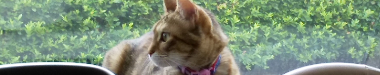 ママ猫さんのホーム