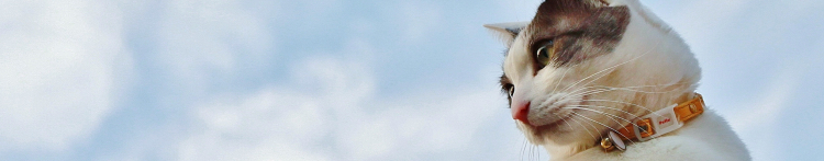 いちげんさんのホーム