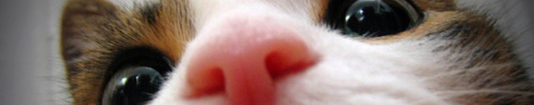 福岡県熊本県幼猫子猫募集さんのホーム