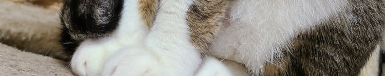 なつにゃーさんのホーム