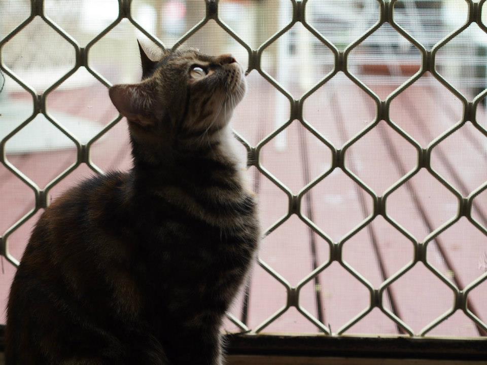 ぬーどるさんのホーム