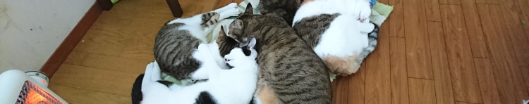 猫だんごwithさんのホーム