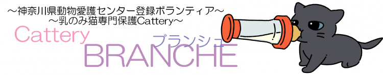 Cattery BRANCHEさんのホーム