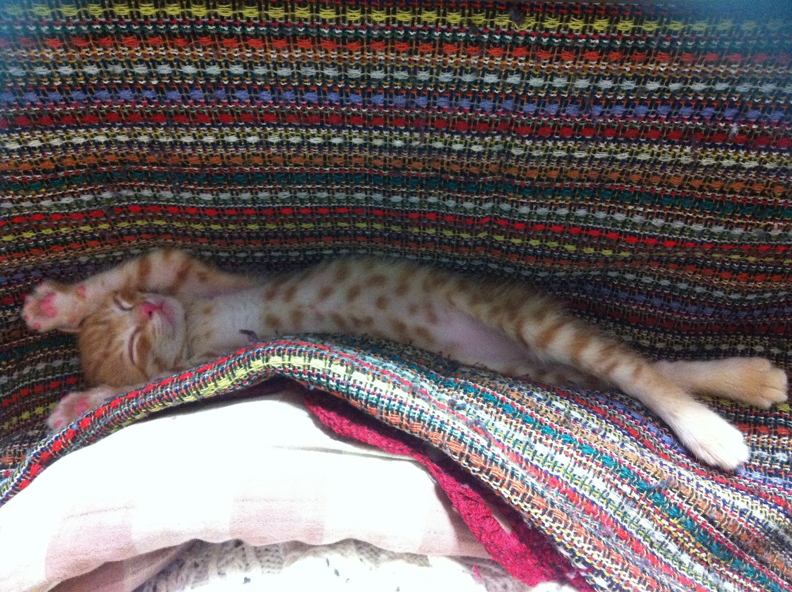 にゃんことみなたんさんのホーム