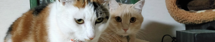 くろろさんのホーム