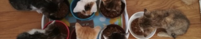 ねこびより6さんのホーム