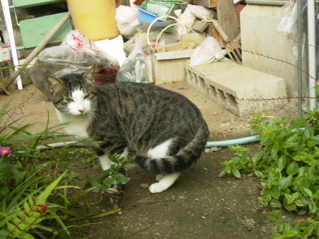 猫玉さんのホーム
