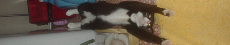 ぽちたまファクトリーさんのホーム