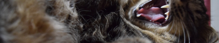 こママさんのホーム