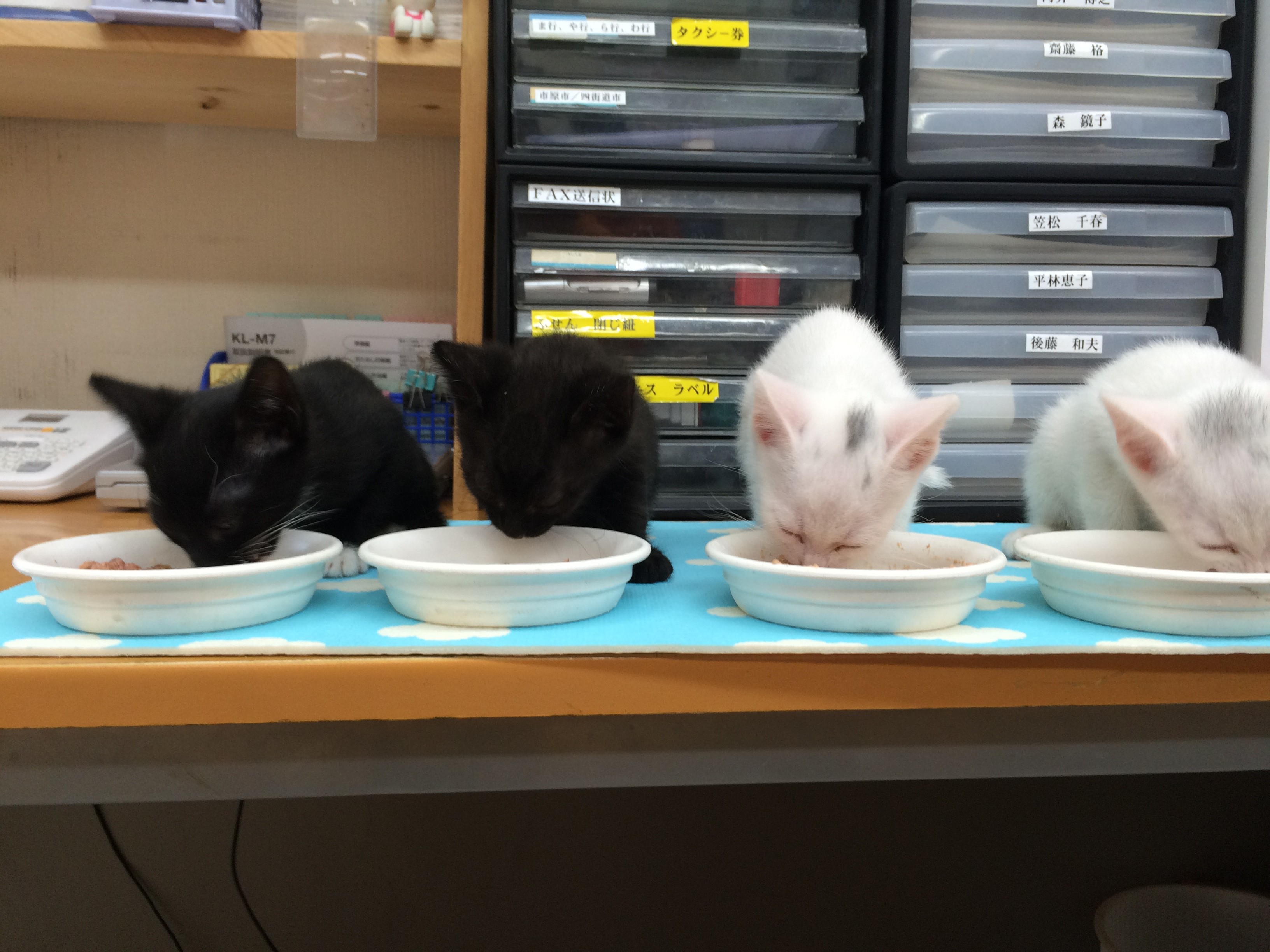 Gutugutugentenさんのホーム