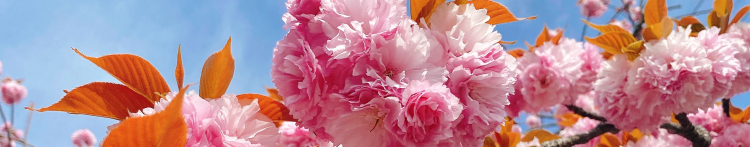 もこむぎさんのホーム