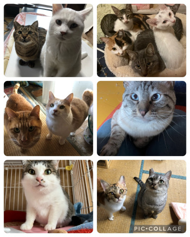猫の預かりボランティア募集！！茨城県