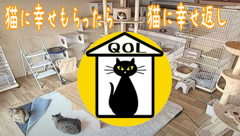 堺市北区の保護猫シェルターの餌やり、掃除、etcボランティアさん大募集しております！