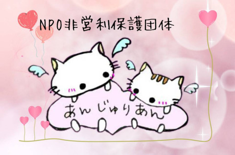  シェルター内の猫のお世話、イベント設営、譲渡会参加猫の一時預かりボランティアさん大募集中！