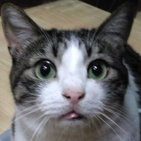 預かりボランティア募集中