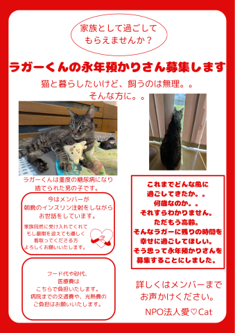 糖尿病猫ちゃんの永年預かりさん募集