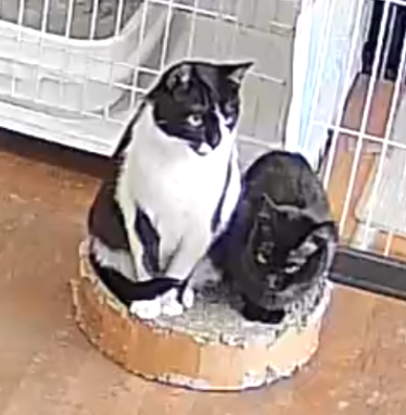 保護猫ハウスボランティア