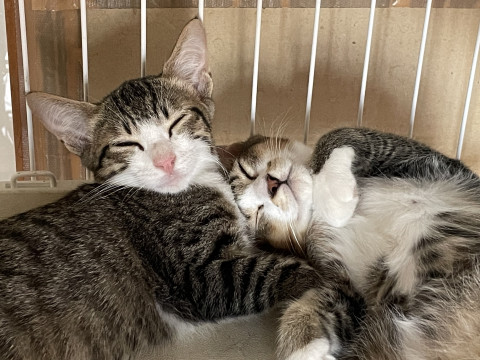 【募集停止中】猫のお世話ボランティアさん大募集！
