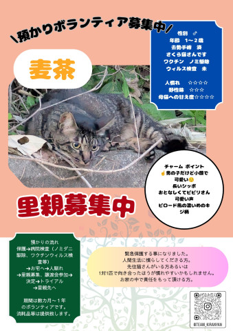 外猫の人馴れ預かりボランティアを募集中