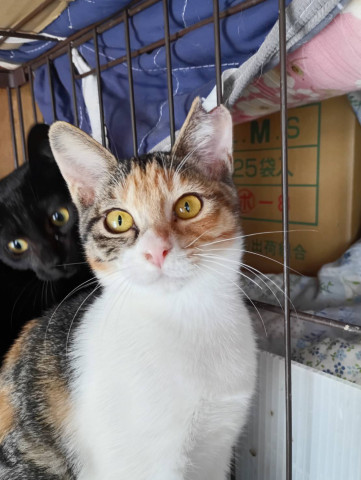 ★預かりボランティアさん募集★