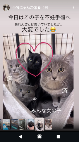 保護猫活動