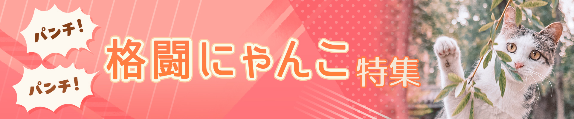 パンチ！パンチ！格闘にゃんこ特集