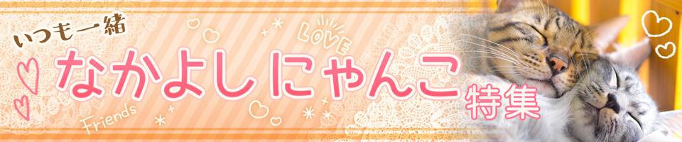 いつも一緒!なかよしにゃんこ特集