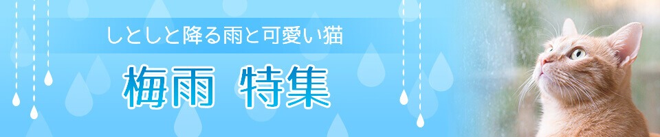しとしと降る雨と可愛い猫